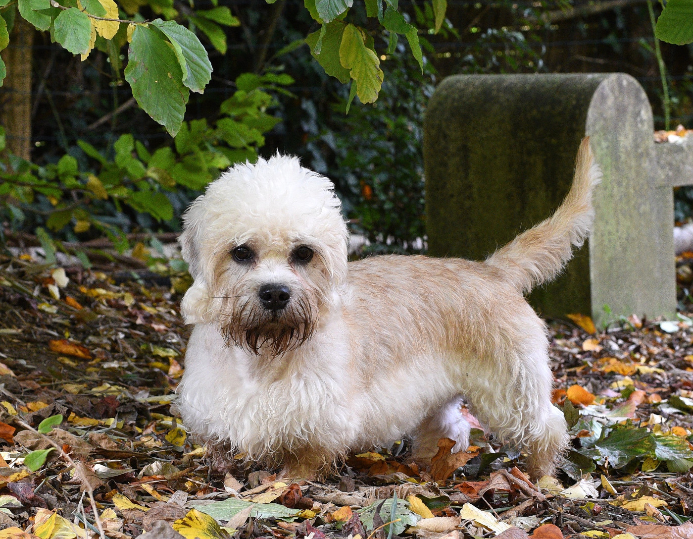 Ukine De La Dandiemania