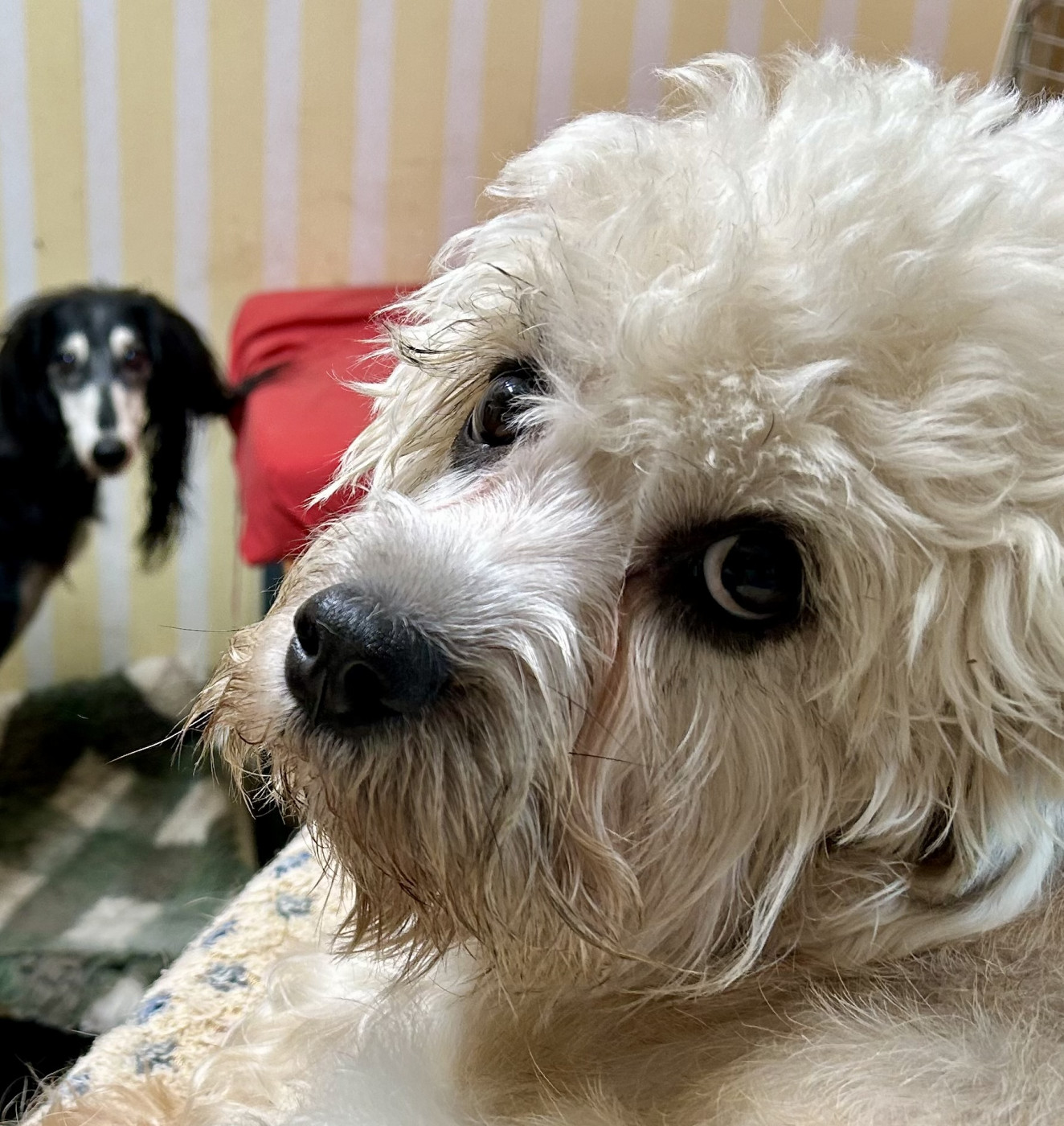 N'Agzir - Album photos