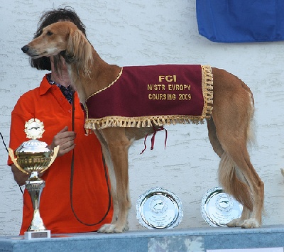 N'Agzir - !!! multi CHAMPION !!!