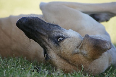 N'Agzir - Saluki JA (Allemagne)