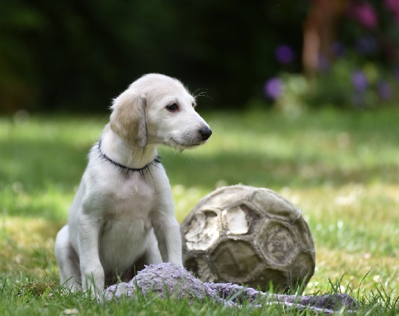 N'Agzir - Saluki - Portée née le 05/07/2016
