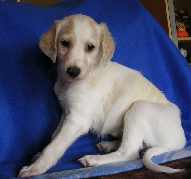 N'Agzir - Saluki - Portée née le 30/12/2007