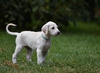MISTINGUETT