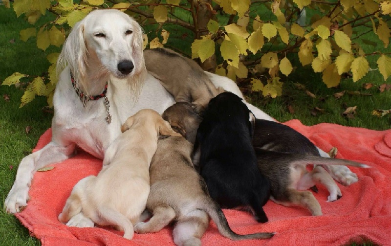 N'Agzir - Saluki - Portée née le 03/09/2014