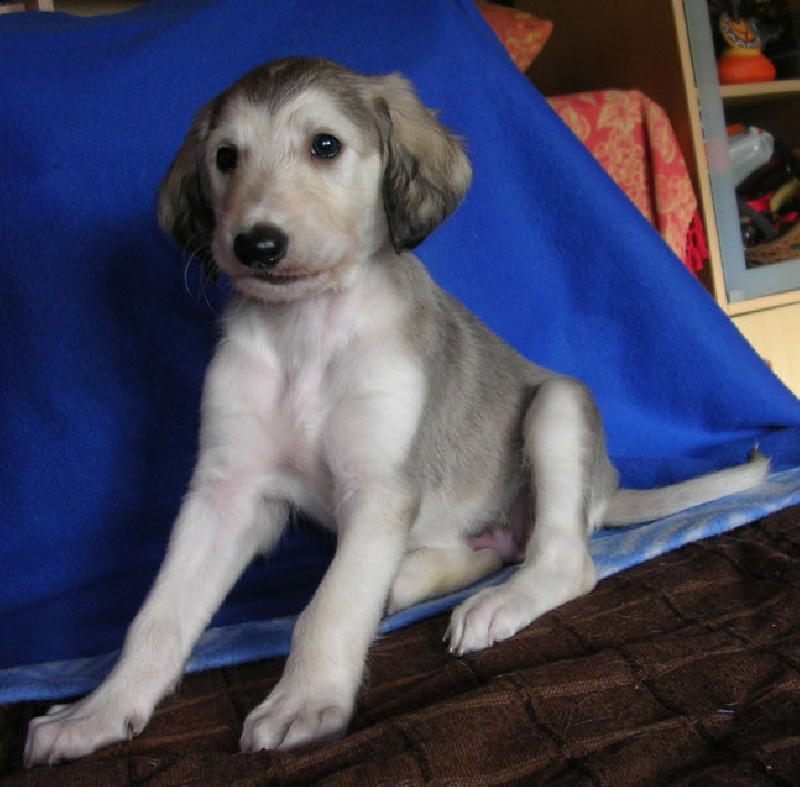 N'Agzir - Saluki - Portée née le 30/12/2007